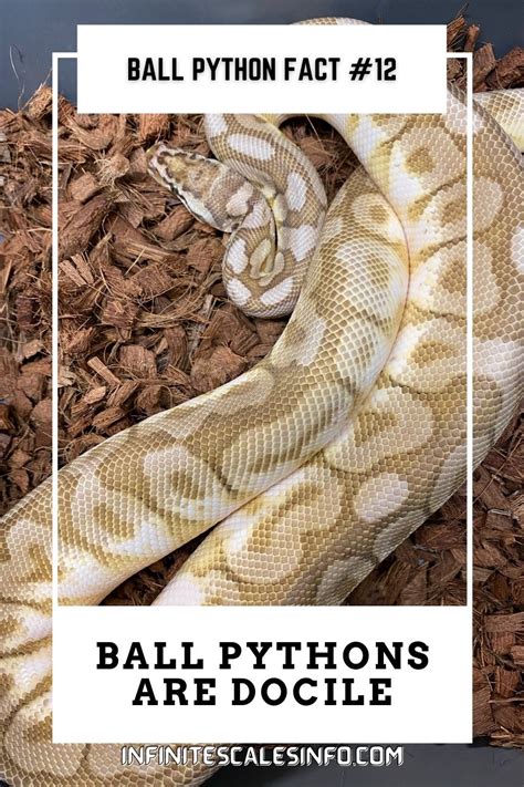 27 Ball Python Facts Only Ball Python Owners Know Artofit 27 Ball Python Facts Only Ball Python Owners Know Artofit
