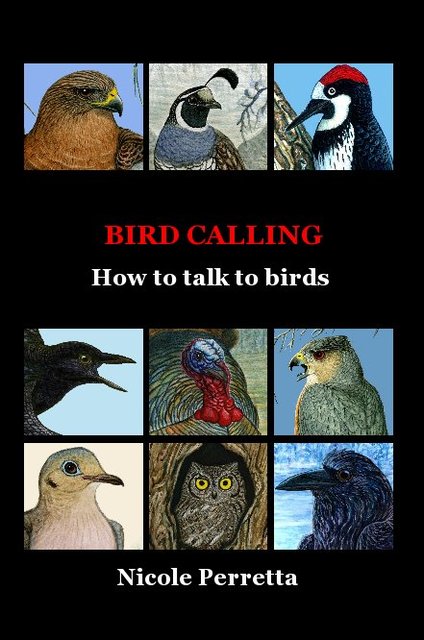 5 Bird Calling Tips