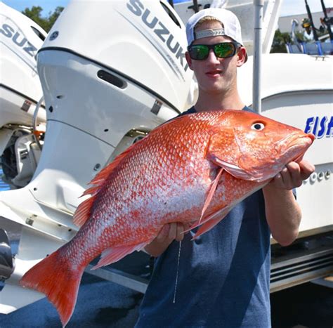 Gulf Snapper Season 2024 Vanda Constancy Gulf Snapper Season 2024 Vanda Constancy
