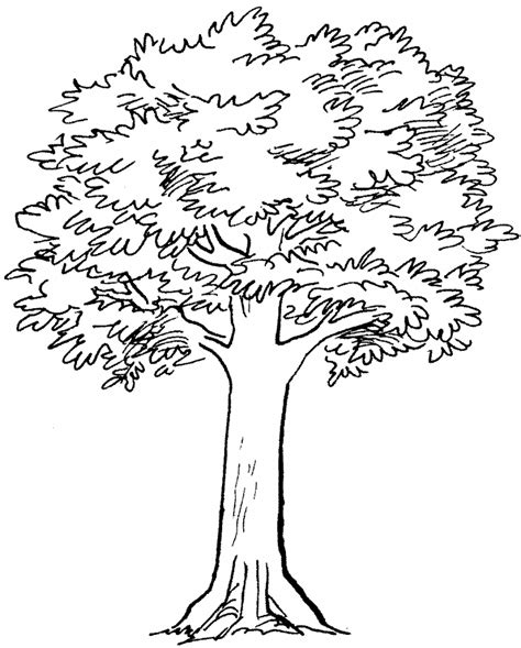 5 Tips Tree Drawing