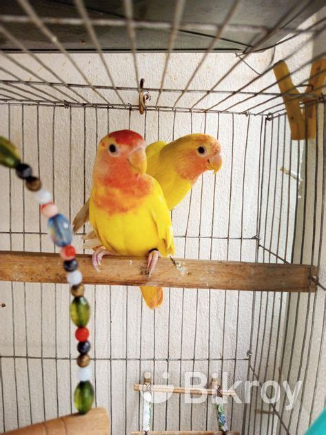 Love Bird Red Head In Uttara Birds Mr Rubel Jiji Bd Com Love Bird Red Head In Uttara Birds Mr Rubel Jiji Bd Com