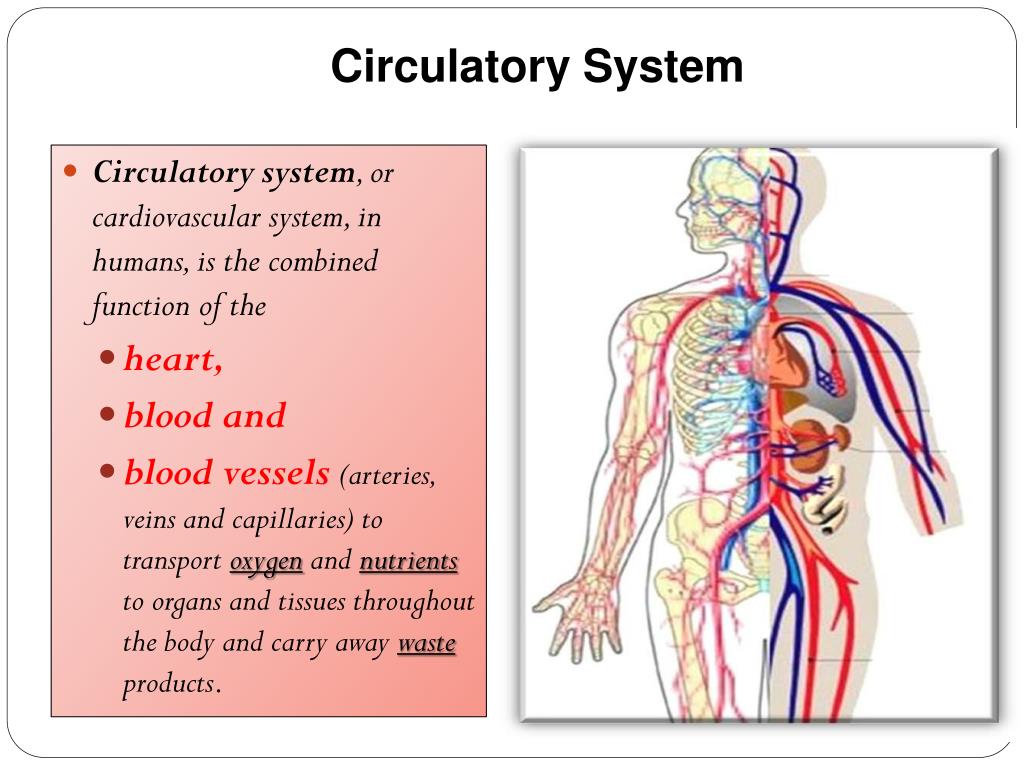 Ppt Cardiovascular System Powerpoint Presentation Free Download Id Ppt Cardiovascular System Powerpoint Presentation Free Download Id