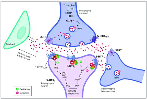 Representative Scheme Of A Serotonergic Synapse The Figure Shows The Representative Scheme Of A Serotonergic Synapse The Figure Shows The